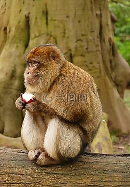 猿,猴子,動(dòng)物