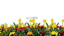 花,性質,廠