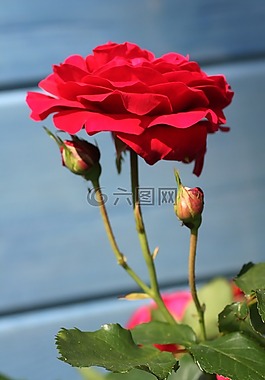 玫瑰,玫瑰花蕾,花園