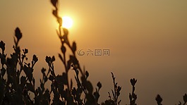 日落,黃昏,浪漫