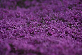 紫,鮮花,花卉