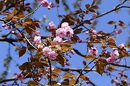 鮮花,春天,花