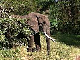 象,動物,野生動物