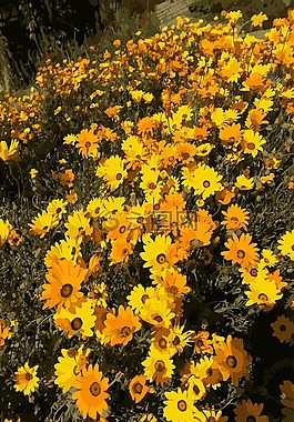 鮮花,花園,黃色
