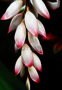 粉红色,花,凤梨