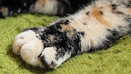 爪子,猫,爪