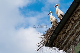鸛,鳥巢,鳥
