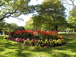 花園,鮮花,景觀