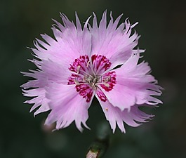 花,粉色,康乃馨