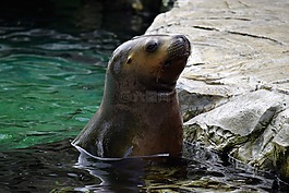 海獅,水,頭