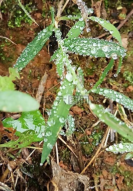 雨,露珠,草