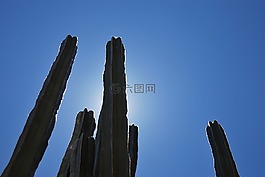 仙人掌,背光,剪影