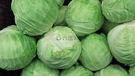 卷心菜,綠甘藍(lán),蔬菜