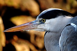 鷺,鳥,水
