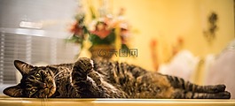 猫,猫的,灰色