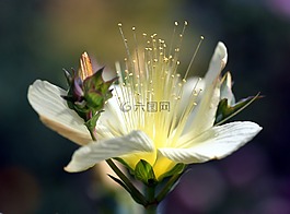 花,黃色,花園