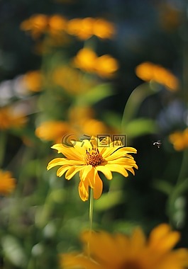 花卉,黃色,蜜蜂