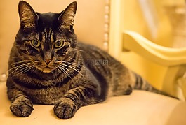 猫,猫的,灰色