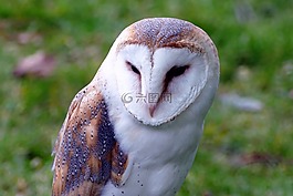 鳥,谷倉貓頭鷹,貓頭鷹