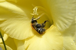 花,蜜蜂,夏天