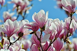 玉蘭,春天,鮮花