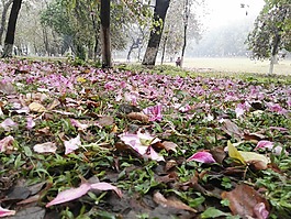 紫荊花,落英,華南農(nóng)業(yè)大學(xué)