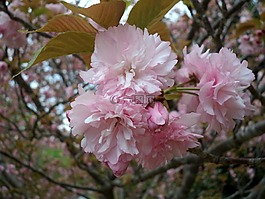 花,粉红色,树