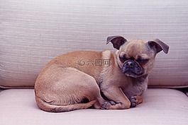 狗,吉娃娃组合,帕格组合
