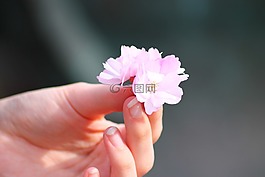 櫻花,花,春