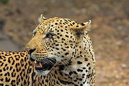 豹,南非,野生動物園