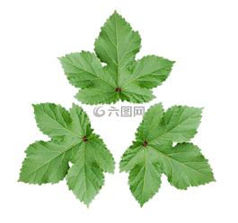 大葉,裝飾壁紙,綠葉