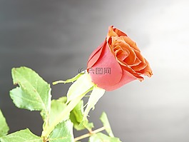 玫瑰,紅色,花
