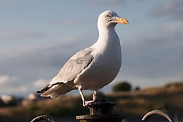 海鸥,laridae,鸟