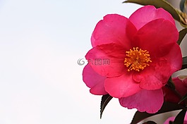 羅莎,春,花卉