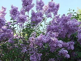 紫丁香,紫,開花