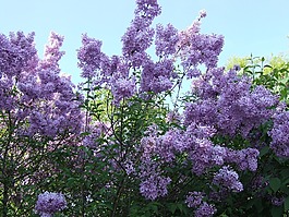 紫丁香,紫,鮮花