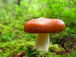 蘑菇,自然,苔