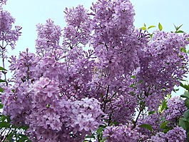 紫丁香,紫,鮮花