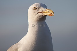 海鸥,laridae,鸟