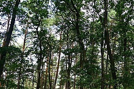 性質(zhì),森林,浪漫