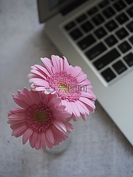 花,植物区系,自然