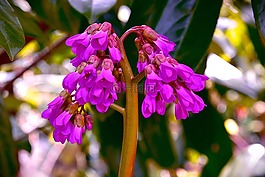 春天,開(kāi)花,紫