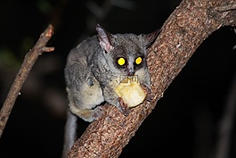 夜猴,南非,夜行動物