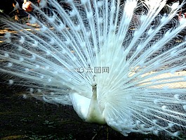 鳥,孔雀,車輪