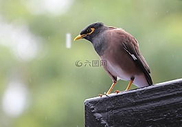 鳥,雨,休息
