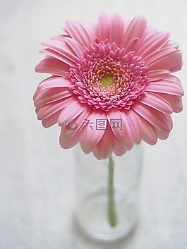 花,植物区系,自然