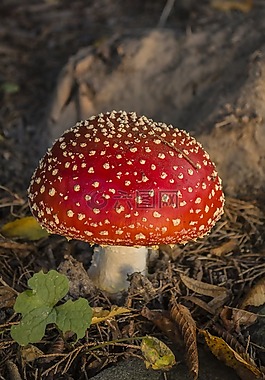 飛木耳,林,秋季