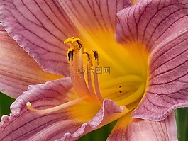 黃花菜,花粉,一天