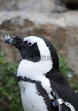 動物園,荷蘭,企鵝