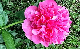 牡丹,開(kāi)花,芽